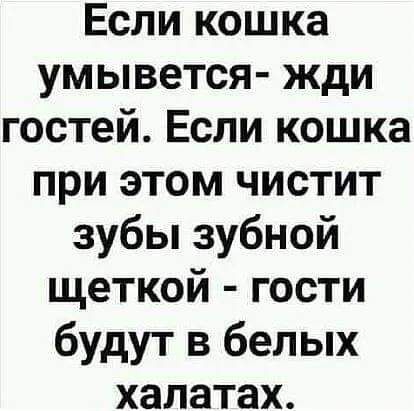 Если кошка умывется жди гостей Если кошка при этом чистит зубы зубной щеткой гости будут в белых халатах
