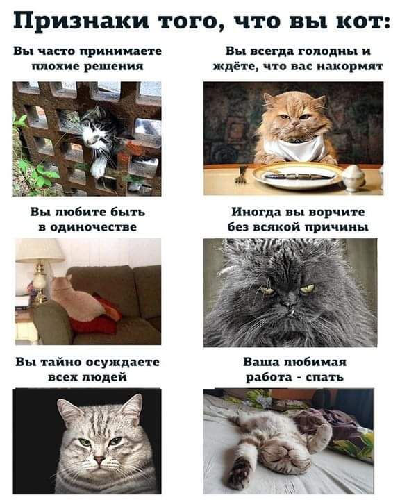 Признаки ТОГО что 3121 КОТ вы часто принимаете в всегда голодны и плохие решении ждёте что вас накормят Вы любите быть иш дп вы вор ми едино песне Без пикой причины вы тайно осуждаете ваша любимая всех людей работа спа п