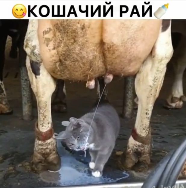 КОЩАЧИЙ РАЙ