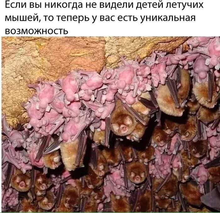 Если вы никогда не видели детей летучих мышей то теперь у вас есть уникальная возможность