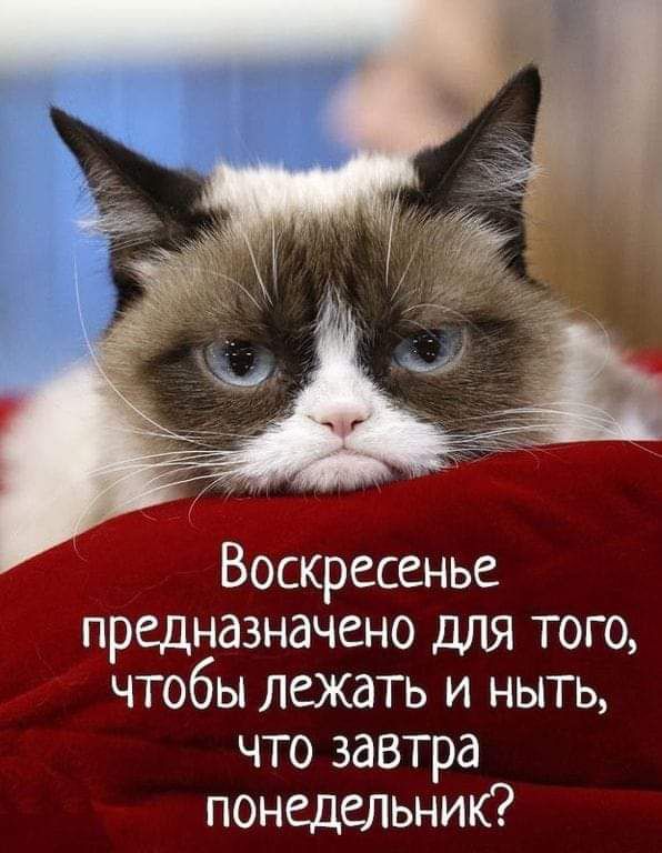 Воскресенье предназначено для того чтобы лежать и ныть что завтра понедельник