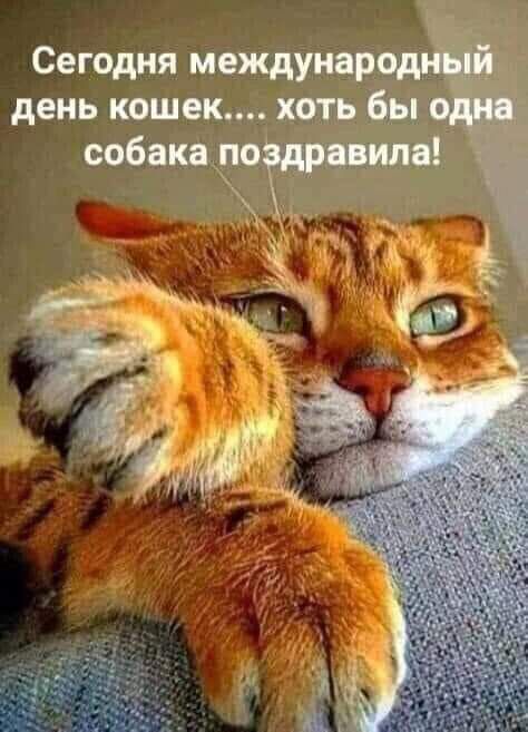 Сегодня международп Ёш день кошек хоть бы о собака пю