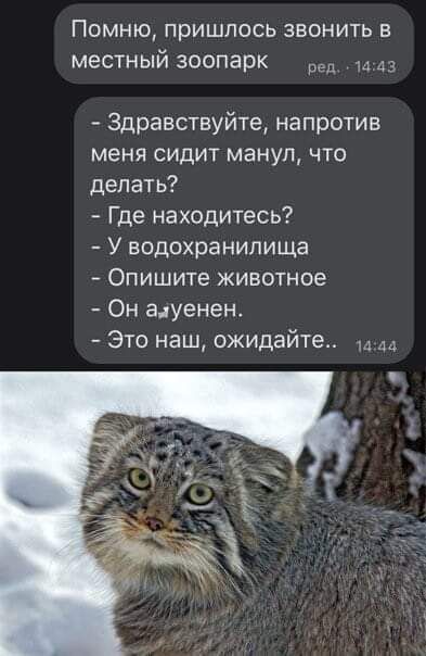 ПОМНЮ ПРИШЛОСЬ ЗВОНИТЬ В местный зоопарк Здравствуйте напротив меня сидит мануп что делать Где находитесь У водохранилища Опишите животное Он аауенен Это наш ожидайте