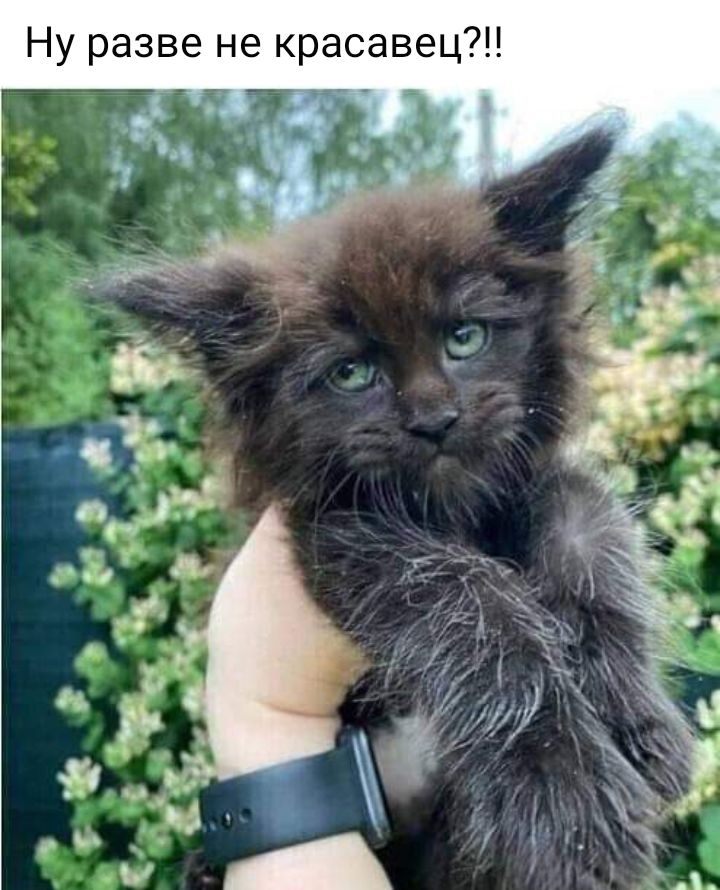 Ну разве не красавец 7