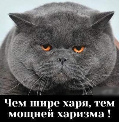 Чем шире харп тем мощней харизма