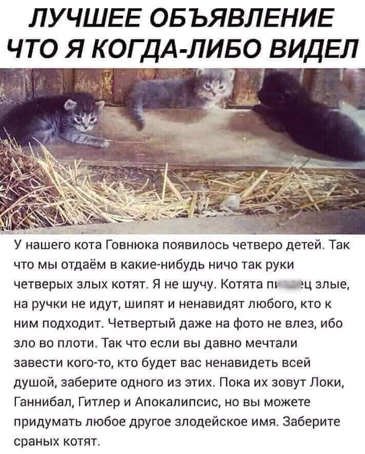ЛУЧШЕЕ ОБЪЯВЛЕНИЕ ЧТО Я КОГ ДА ЛИБО ВИДЕЛ _ О __ а _ _ что мы отдаём в какие нибудь ничо так руки четверых злых котят Я не шучу Котята пу ъц злые на ручки не идут шипят и ненавидят любого кто к ним подходит Четвертый даже на фото не влез ибо зло во плоти Так что если вы давно мечтали завести кого то кто будет вас ненавидеть всей душой заберите одного из этих Пока их зовут Локи Ганнибал Гитлер и Ап