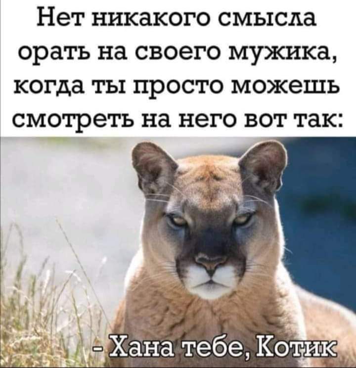 Картинка хана тебе котик