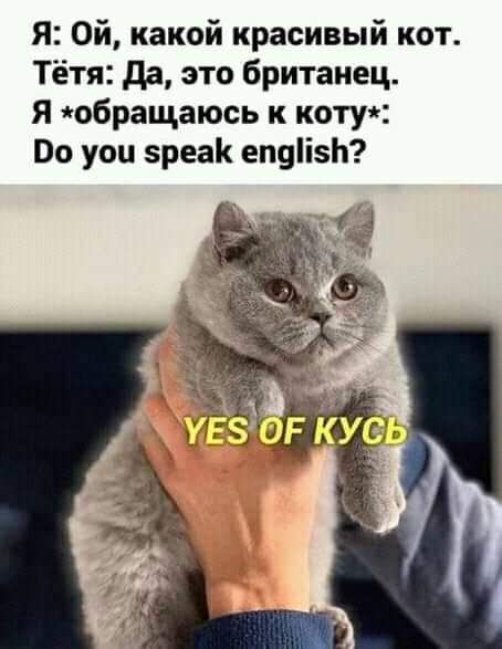 Я Ой какой красивый кот Тётя да это британец Я обращаюсь к котуч По уои 5реа еп9іЬ