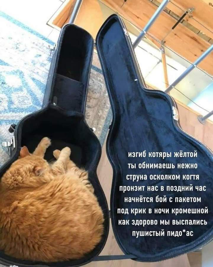 изгиб котяры жёлтой ты обиимаешь нежно струна осколком копя пронзит нас в поздний час начнётся бой с пакетом под крик в ночи кромешной как здорово мы выспались АА пушистый пидоас и Н