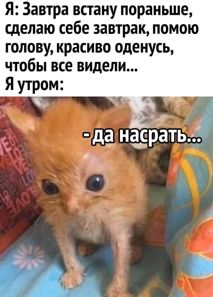 Я Завтра встану пораньше сделаю себе завтрак помою голову красиво оденусь чтобы все видели дё насрать
