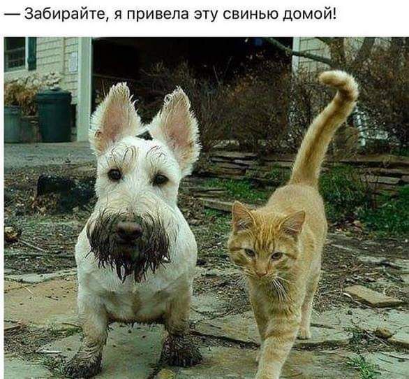Забирайте я привела эту свинью домой