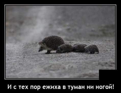 И с тех пор ежиха в туман ни ногой