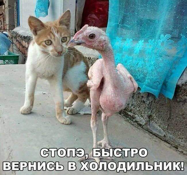 иТРФ Ш