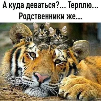 А куда деваться Терплю Родствен_ники же