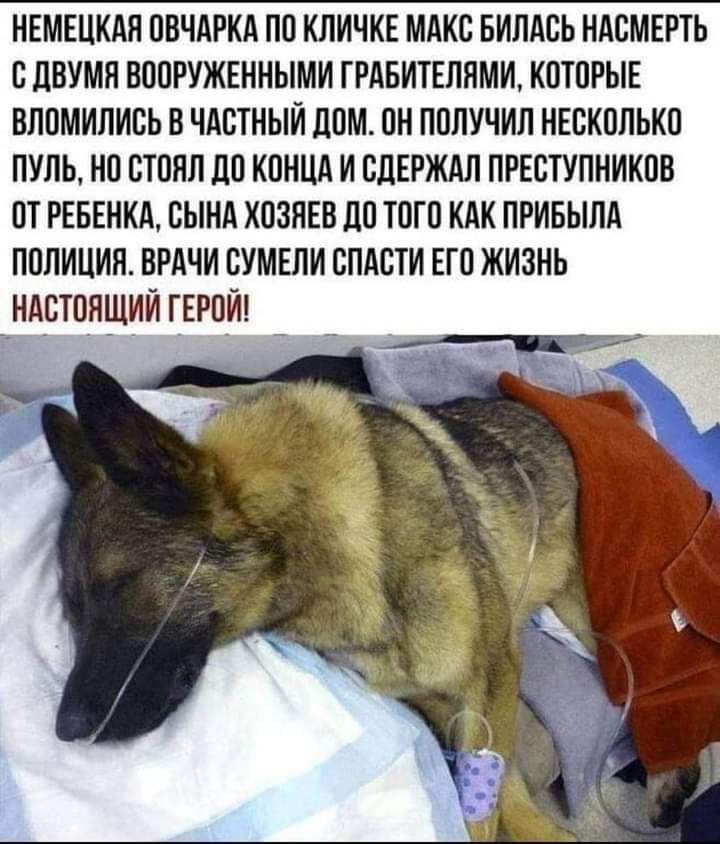 НЕМЕЦКАЯ ОВЧАРКА ПО КЛИЧКЕ МАКС БИЛАСЬ НАСМЕРТЬ СЛВУМН ВООРУЖЕННЫМИ ГРАБИТЕЛЯМИ КОТОРЫЕ ВЛОМИЛИСЬ В ЧАСТНЫЙ ЛОМ ОН ПОЛУЧИЛ НЕСКОЛЬКО ПУЛЬ НО ОТОНЛ ЦО КОНЦА И ОЦЕРЖАЛ ПРЕСТУПНИКОВ ОТ РЕБЕНКА СЫНА КОЗНЕВ ДО ТОГО КАК ПРИБЫЛА ПОЛИЦИЯ ВРАЧИ СУМЕЛИ СПАСТИ ЕГО ЖИЗНЬ НАСТОЯЩИЙ ГЕРОИ