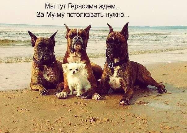 Мы тут Герасима Ждем За Му му потопковать нужно