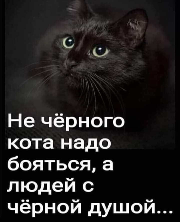 Не чёрного кота надо боятьсяа людей с чёрной душой