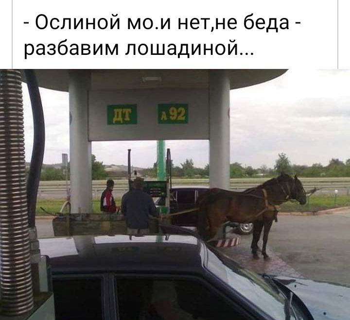 Ослиной мои нетне беда разбавим лошадиной