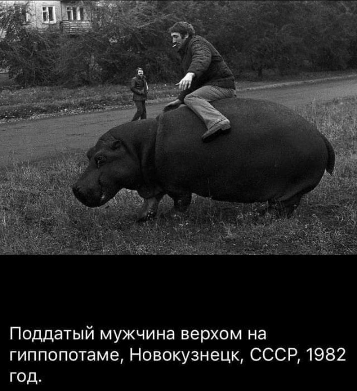 Поддатый мужчина верхом на гиппопотаме Новокузнецк СССР 1982 год