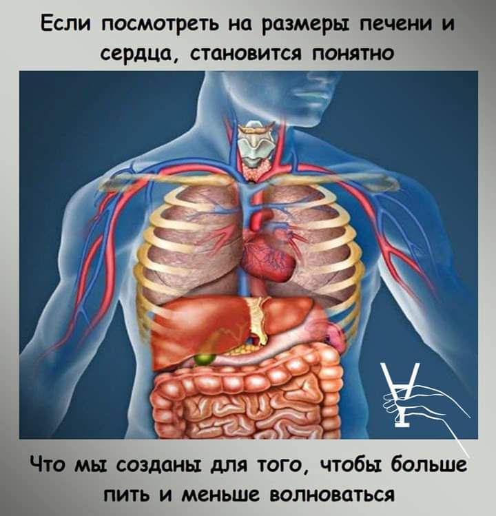 Если посмотреть на размеры печени сердца становится понятно то мы созданы для того чтобы больше пить и меньше волноваться