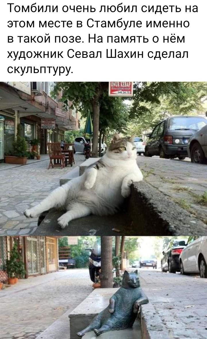 памятник коту в стамбуле