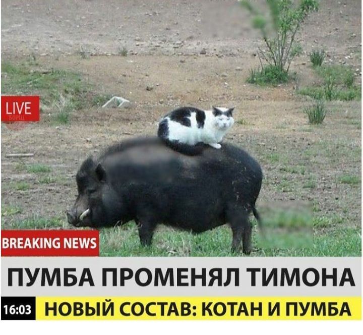внЕАкше ПУМБА ПРОМЕНЯЛ ТИМОНА новый СОСТАВ котдн и ПУМБА