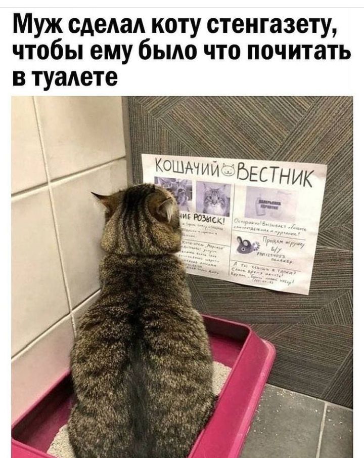 Муж сдеАаА коту стенгазету чтобы ему быдо что почитать в туалете Ж ЁЭЁМИЁЁБЕПНИК