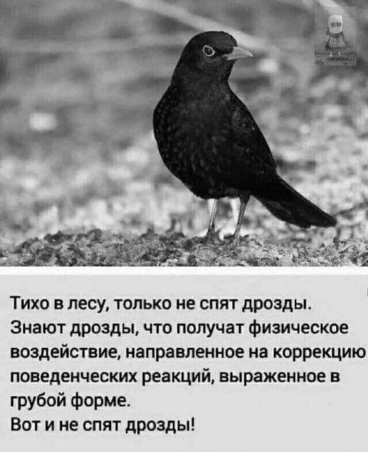 Тихо в лесу только не спят дрозды Знают дрозды что получат физическое воздействие направленное на коррекцию поведенческих реакций выраженное в грубой форме Вот и не спят дрозды