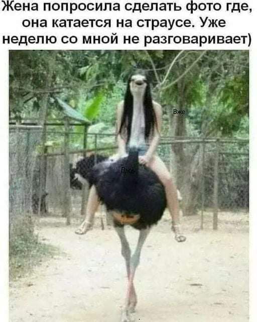 Жена попросила сделать фото где она катается на страусе Уже неделю со мной не разговаривает