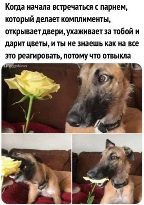 Когда начала встречаться с парнем который делает комплименты открывает двери ухаживает за тобой и дарит цветы и ты не знаешь как на все это реагировать потому что отвыкла