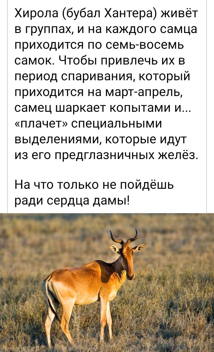 Хирола бубал Хантера живёт в группах и на каждого самца приходится по семь восемь самок Чтобы привлечь их в период спаривания который приходится на март апрель самец шаркает копытами и плачет специальными выделениями которые идут из его предглазничных желёз На что только не пойдёшь ради сердца дамы