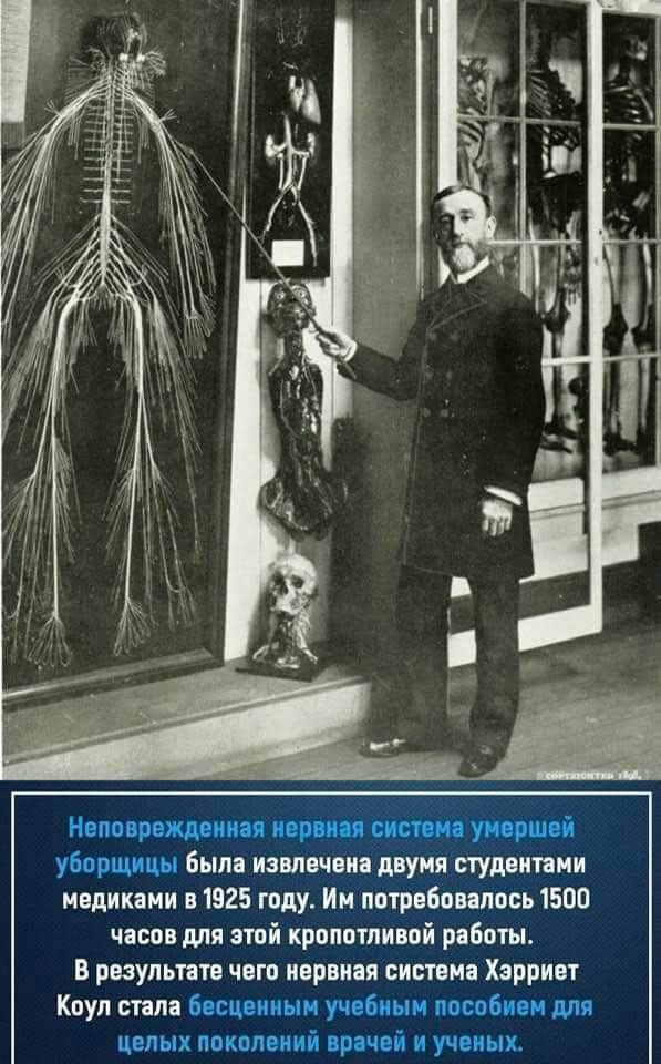 Ном ро тп уборщицы Была извлечена двумя студентами медиками е1925 году Им потребовалось 1500 часов для этой кропотливой работы в результате чего нервная система Хзрриет Коул стала Боецоиинм учебным тіиом для целых поколений проч і и ученых