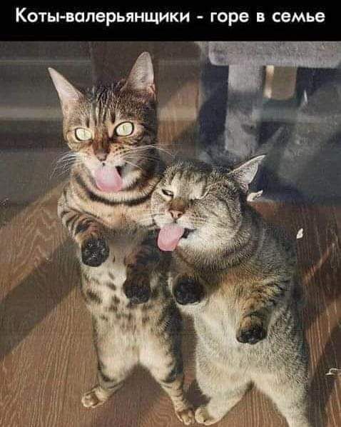 Котываперьянщики Горе В семье