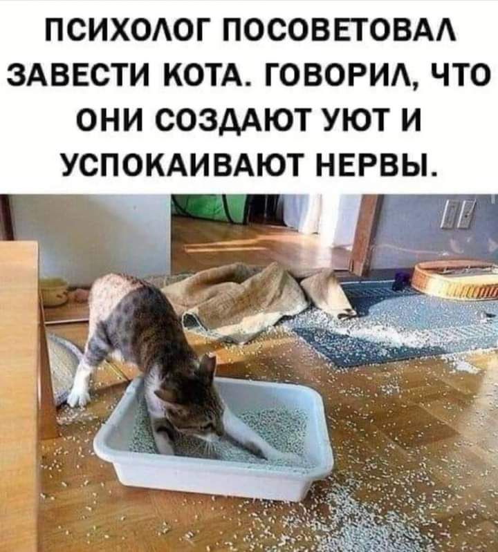 ПСИХОАОГ ПОСОВЕТОВАА ЗАВЕСТИ КОТА ГОВОРИА ЧТО ОНИ СОЗДАЮТ УЮТ И УСПОКАИВАЮТ НЕРВЫ