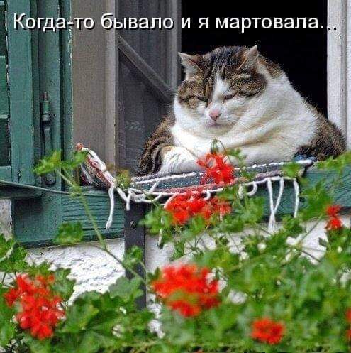 ВаПО И Я мартовапа
