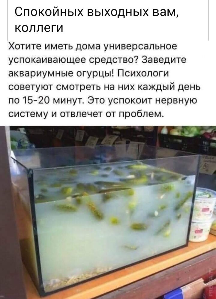 Спокойных выходных вам коллеги Хотите иметь дома универсальное успокаивающее средство Заведите аквариумные огурцы Психологи советуют смотреть на них каждый день по 1520 минут Это успокоит нервную систему и отвлечет от проблем
