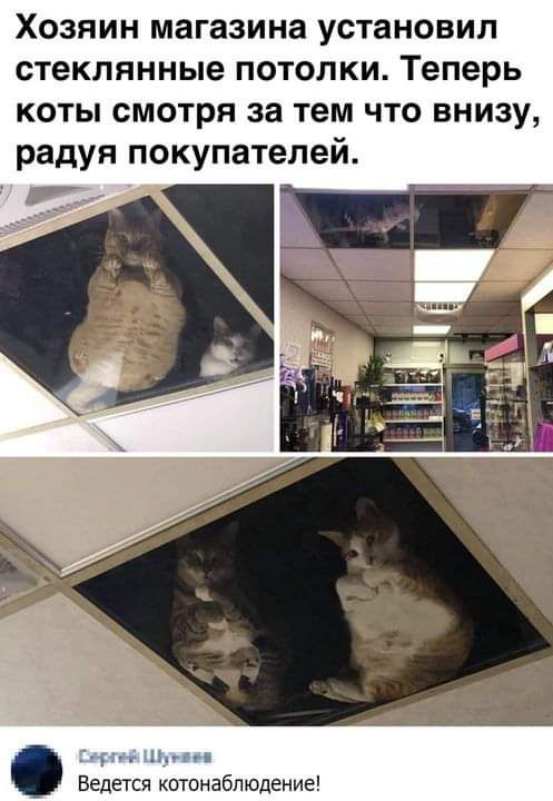 Хозяин магазина установил стеклянные потолки Теперь коты смотря за тем что внизу радуя покупателей р н Ведется котонабпюдение