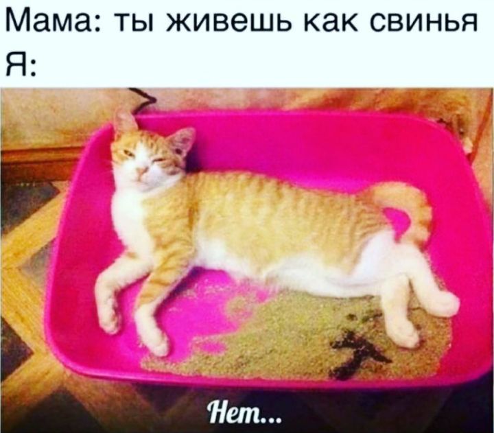 Мама ТЫ ЖИВЭШЬ как СВИНЬЯ