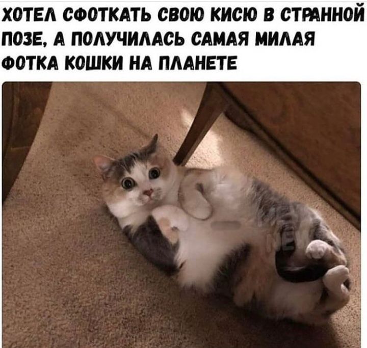 ХОТЕЛ СФОТКАТЬ СВОЮ КИСЮ В СТРАННОЙ ПМЕ А ПОАУЧИААСЬ САМАЯ МИААЯ ФОТКА КОШКИ НА ПААНЕТЕ