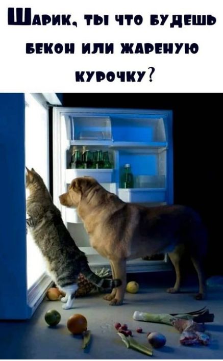 Шдвик ты что впиши икон или живите курочку