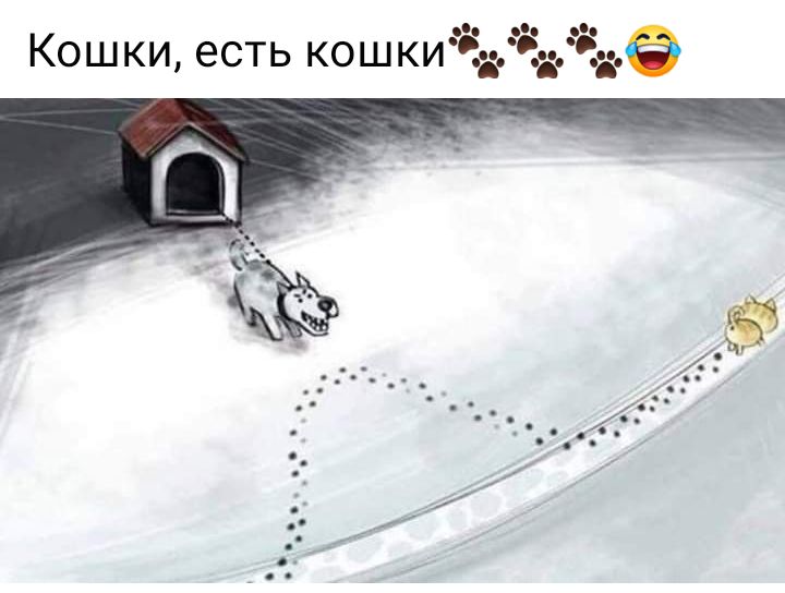 Кошки есть кошки 33