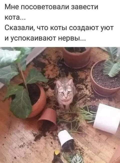 Мне посоветовали завести кота Сказали что коты создают уют и успокаивают нервы