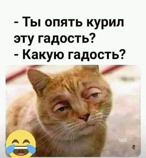 Ты опять курил эту гадость Какую гадость