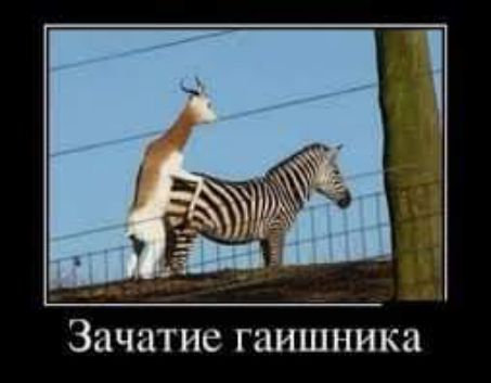 ЗЦЧЦТИС гаишника