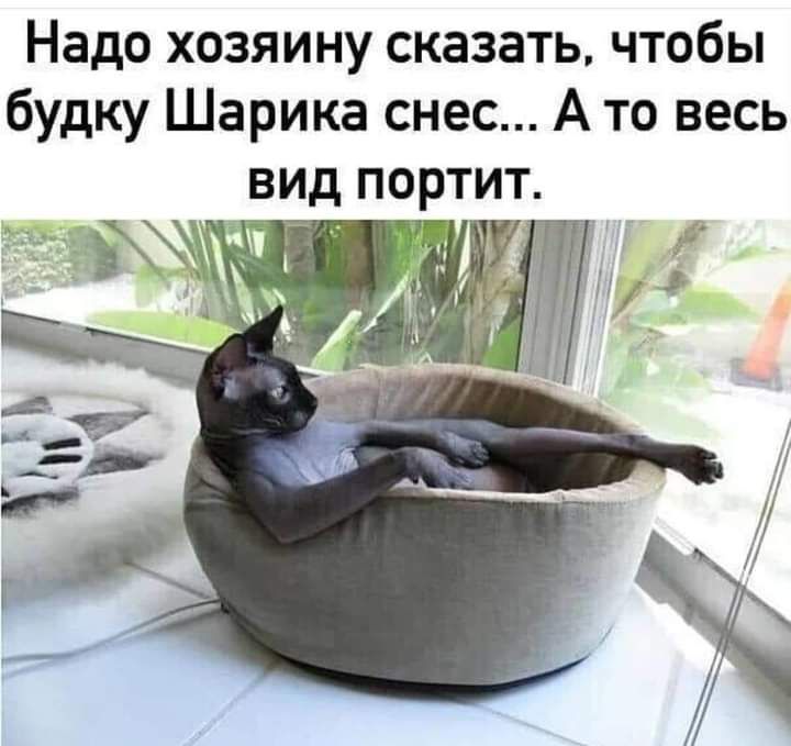Надо хозяину сказать чтобы будку Шарика снес А то весь вид портит Я