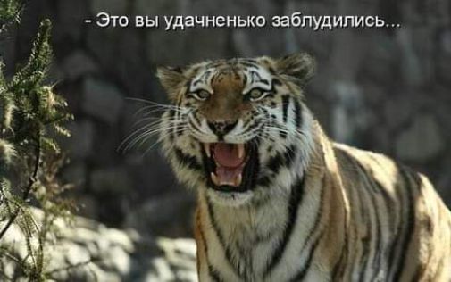 Это вы удачненько заблудились