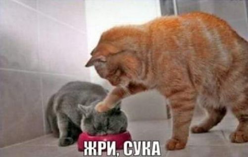_ і ШРИ СУКА