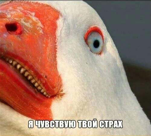 ШПЁЕЁЗЕВШШ