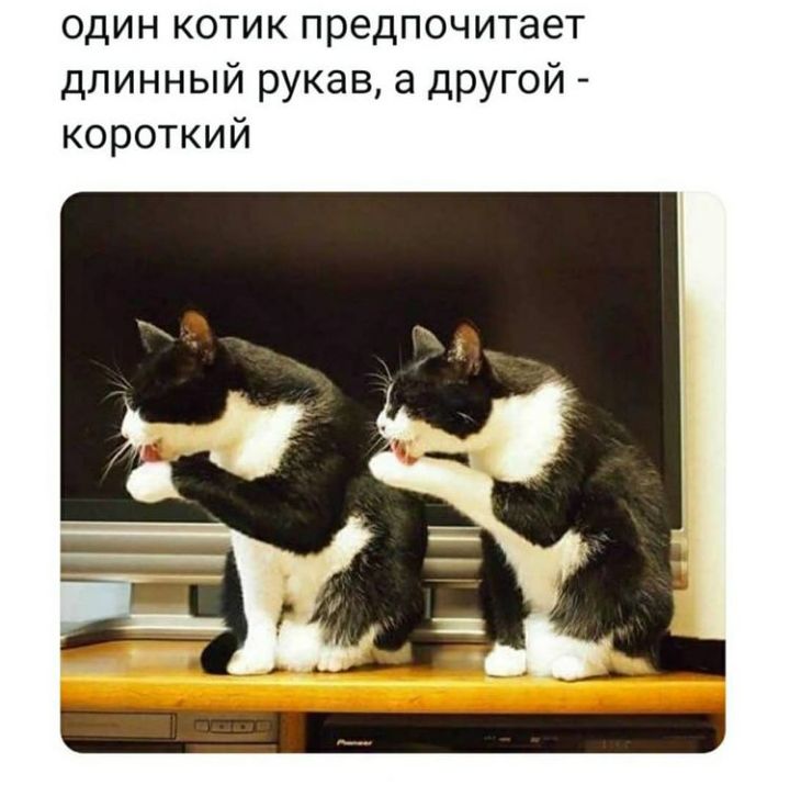 один котик предпочитает длинный рукав а другой короткий