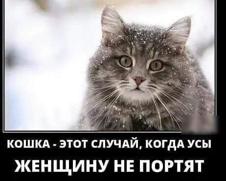 КОШКА этот СЛУЧАЙ когдА усы ЖЕНЩИНУ НЕ ПОРТЯТ